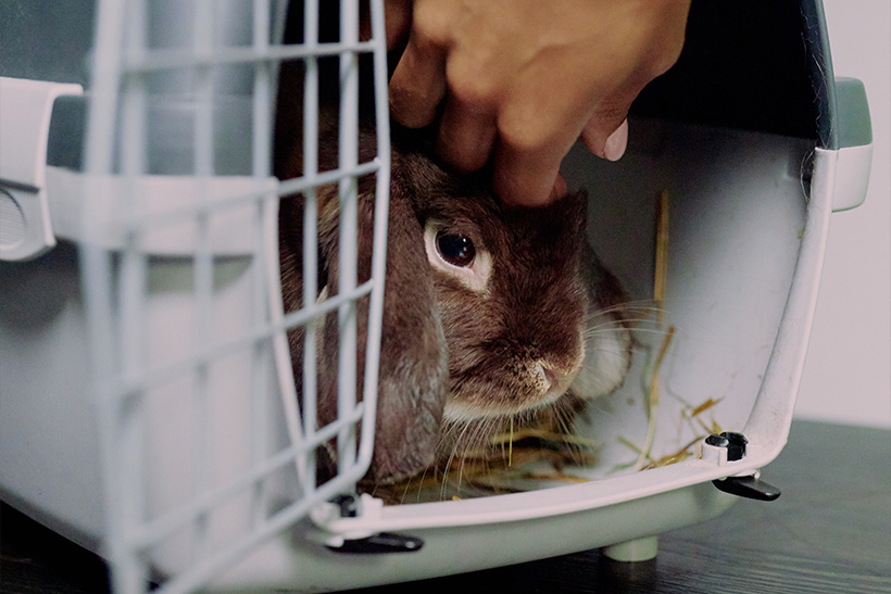 A Bunny in a Plastic Carrier