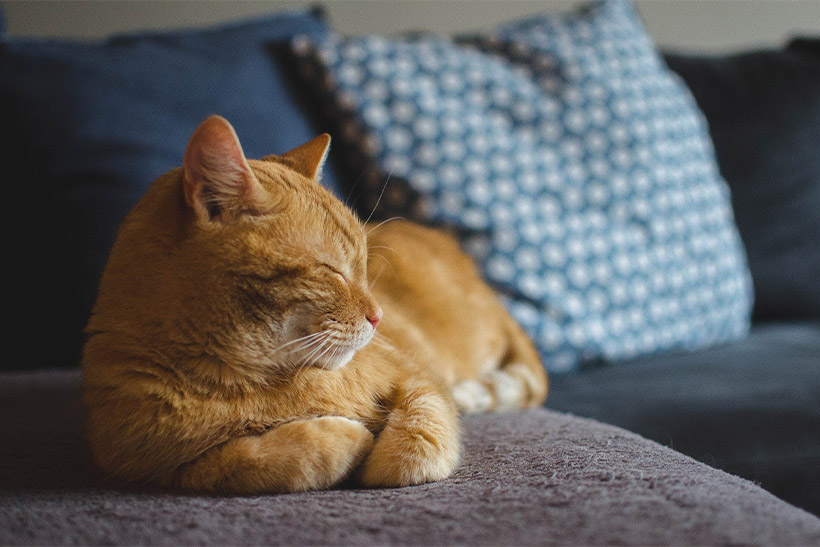 A Cat Is Enjoying On A Sofa