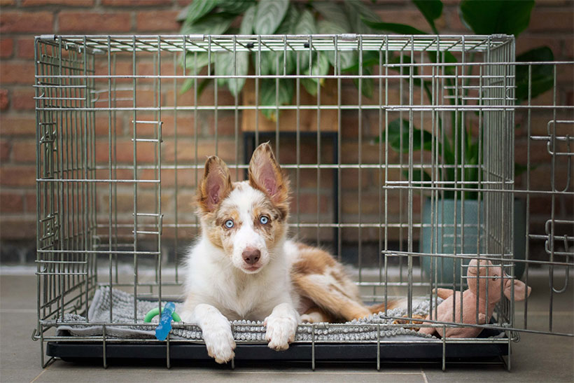 A Dog in a Wired Carrier