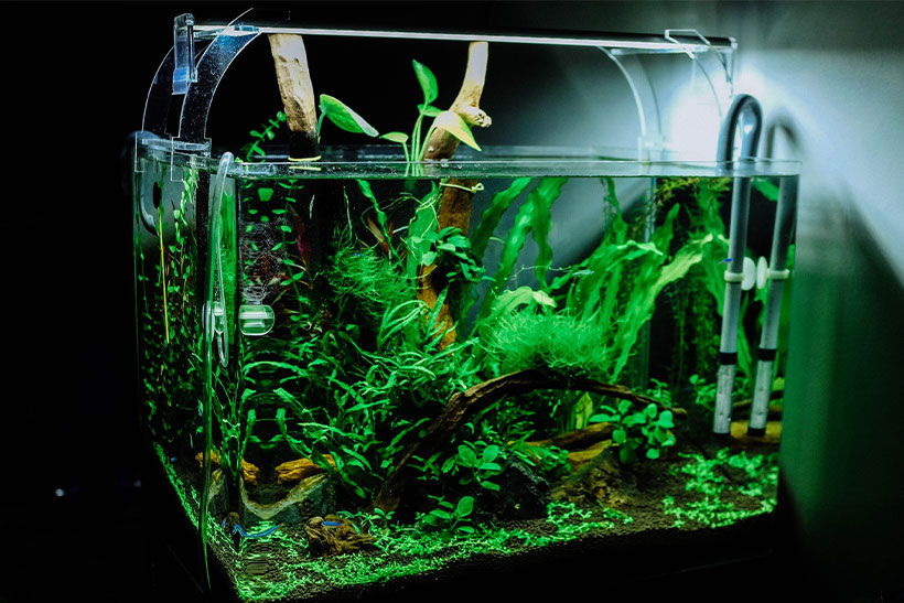 A Fish Tank Full Of Decorations