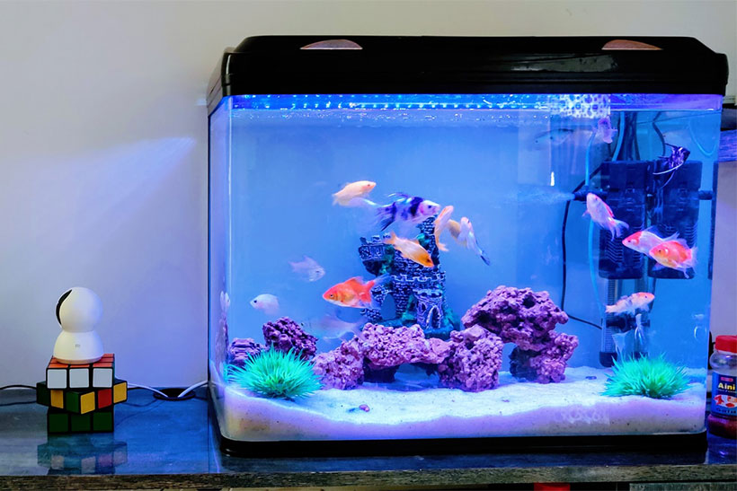A Fish Tank On A Desk