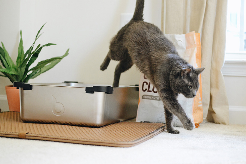 A Cat Is Jumping Out Of A Cat's Litter Box