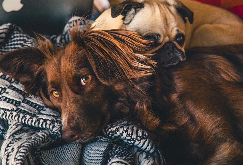 Pets During the Winter Move