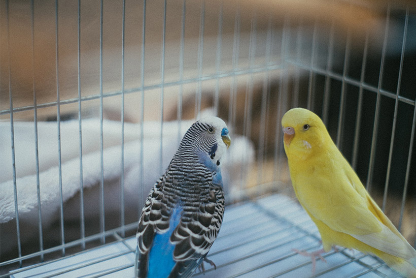 Parrots in a Cage