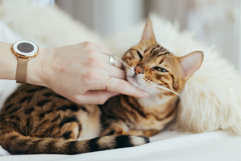 A Woman Is Petting A Cat At Home